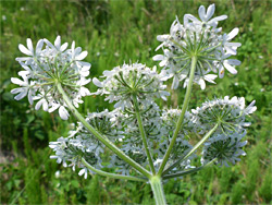 Clustered flowers