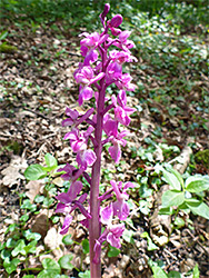 Whitish-pink orchid