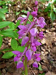 Pink-purple orchid