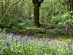 Trees and bluebells