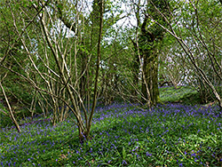 Bluebells in the north woods