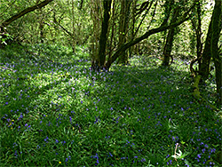 Shady bluebells