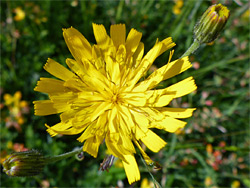 Hawkweed