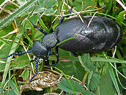 Black oil beetle