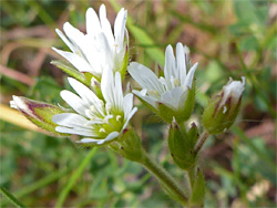 Sticky mouse-ear chickweed