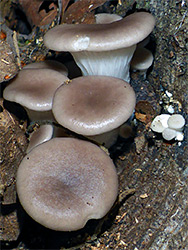 Oyster mushroom