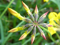 Developing flowers