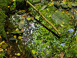 Leaves on a pool