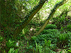 Ferns and ivy