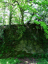 Tree on a cliff