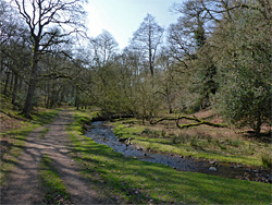 Forest track