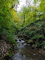 Fern-lined stream