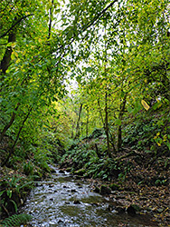 Green leaves