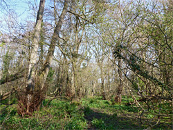 Boggy woodland