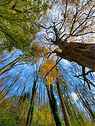 Beech trunks