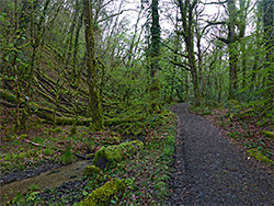 Path through Holne Wood