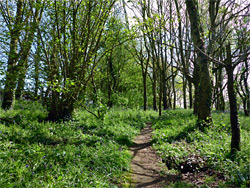 Path in the north wood