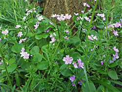 Purslane flowers