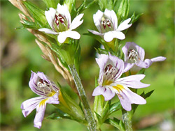 Eyebright