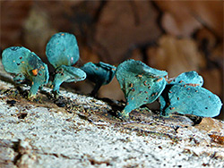 Green elfcups