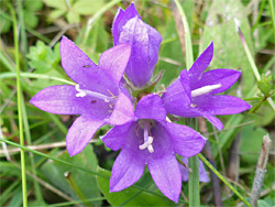 Nettle-leaved bellflower