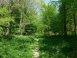 Woodland path