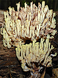 Upright coral fungus