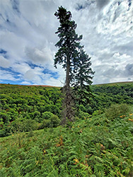 Isolated tree