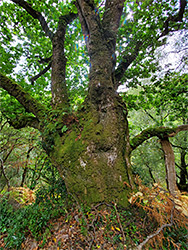 Ancient oak