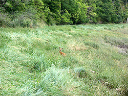 Deer in long grass