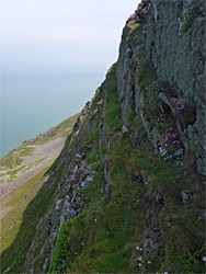 Flowers on a cliff