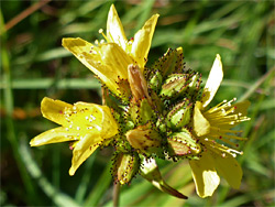 Hypericum montanum