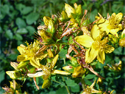 Perforate St-John's-wort