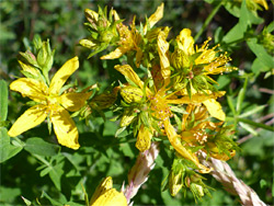 Buds and flowers