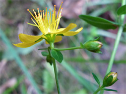 Exserted stamens