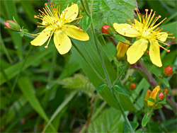 Flowers and buds