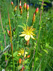 Reddish buds