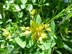 Square-stalked St John's-wort