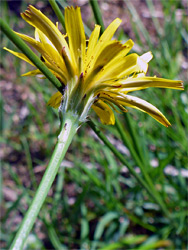 Phyllaries and florets