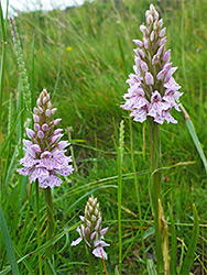 Heath spotted orchids