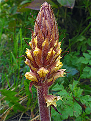 Ivy broomrape