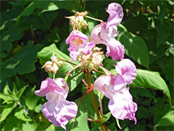 Himalayan balsam