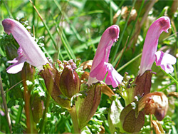 Lousewort