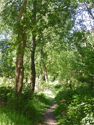 Woodland path