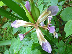 Stinking iris