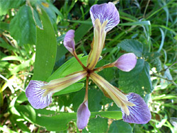 Flower with three-fold symmetry