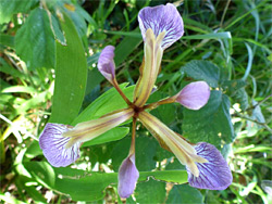 Stinking iris