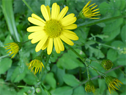 Developing flowerheads