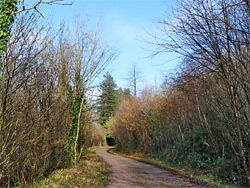 Leafless trees