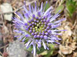 Developing flowerhead